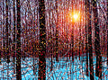 December Sunshine 30" by 40"