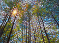 Spring Symphony 36" by 48"